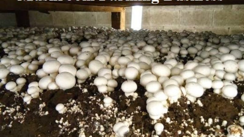 Mushroom