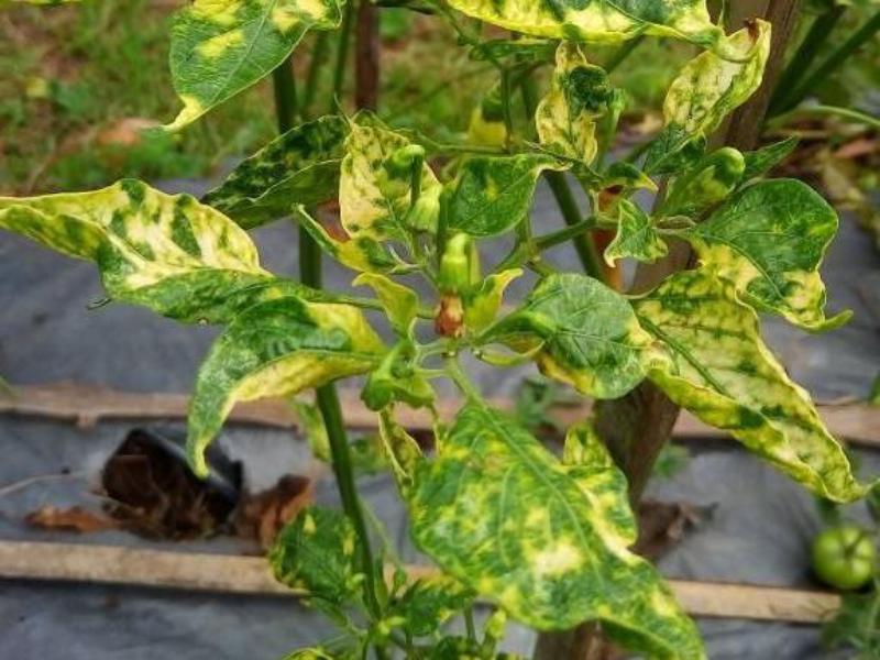chilli
