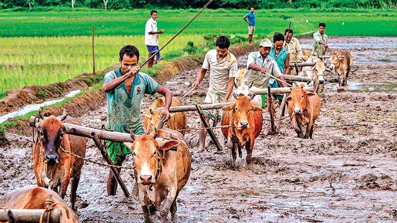 kisan
