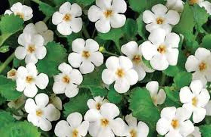 brahmi
