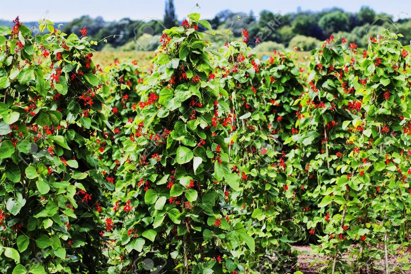 rajma farming