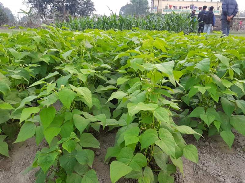 Rajma