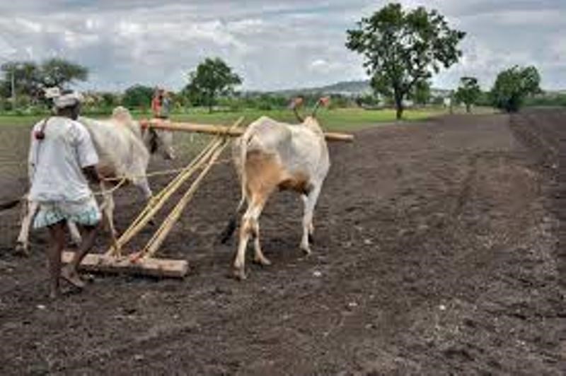 farmer