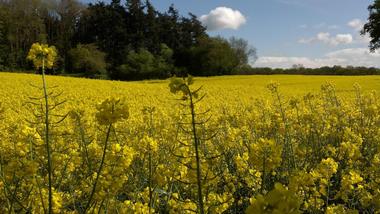 Mustard