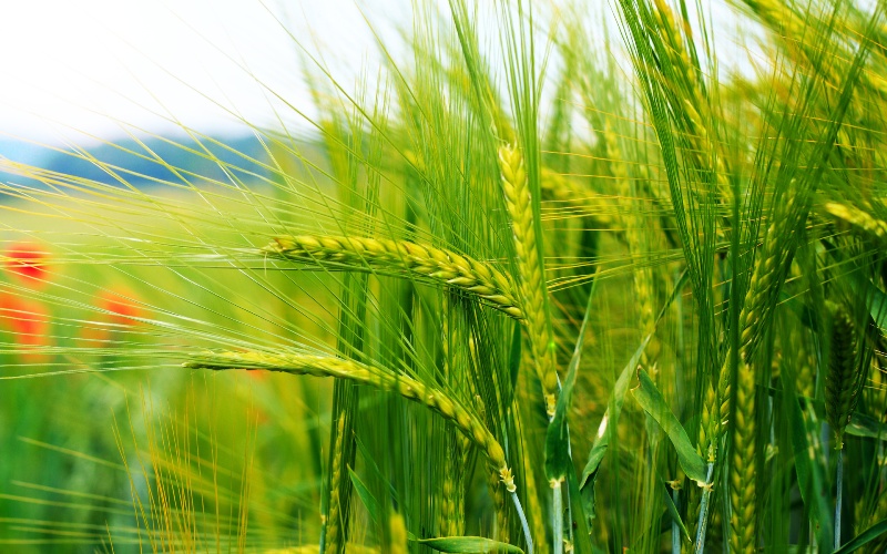 wheat