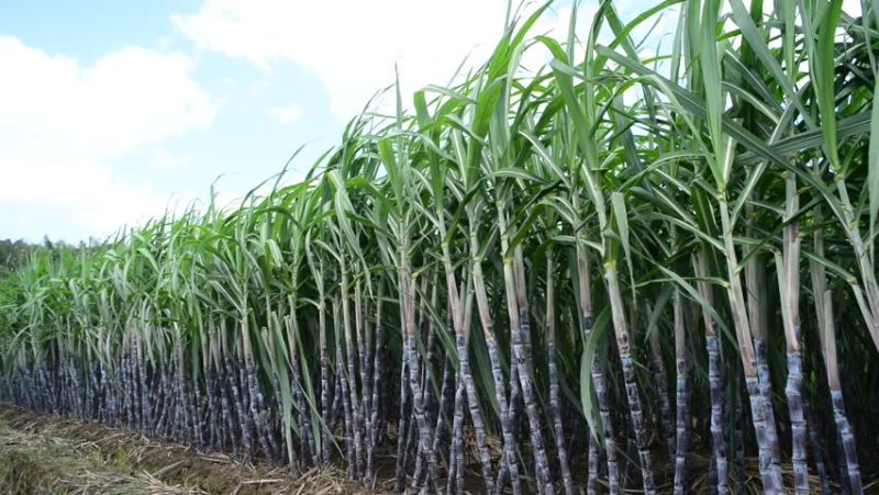 sugar cane