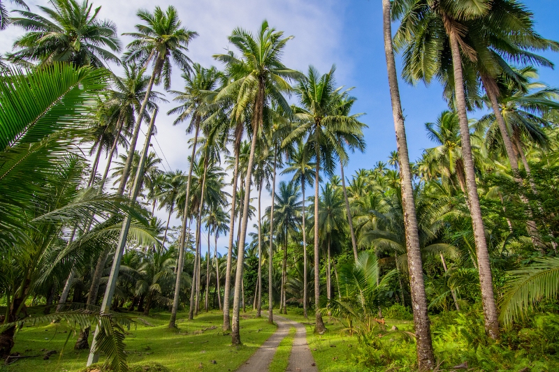 coconut
