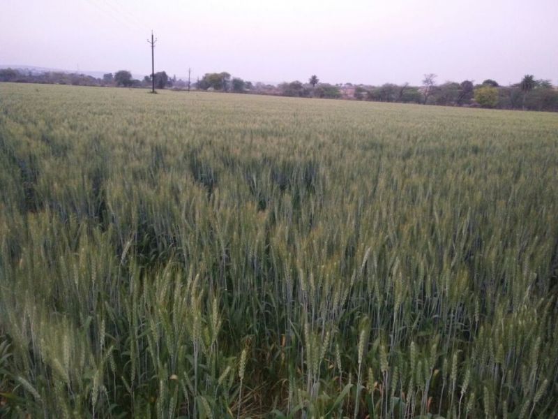 wheat