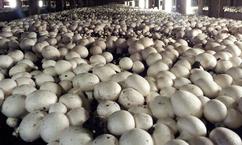 Mushroom