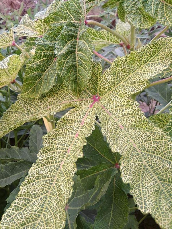 Okra