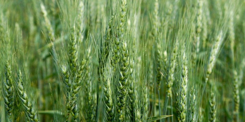 Wheat