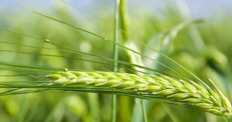 Wheat