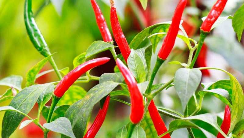 chilli