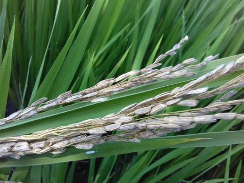 Rice