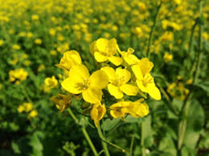 Rabi crop