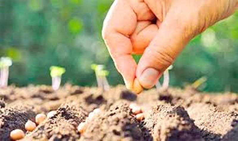 sowing