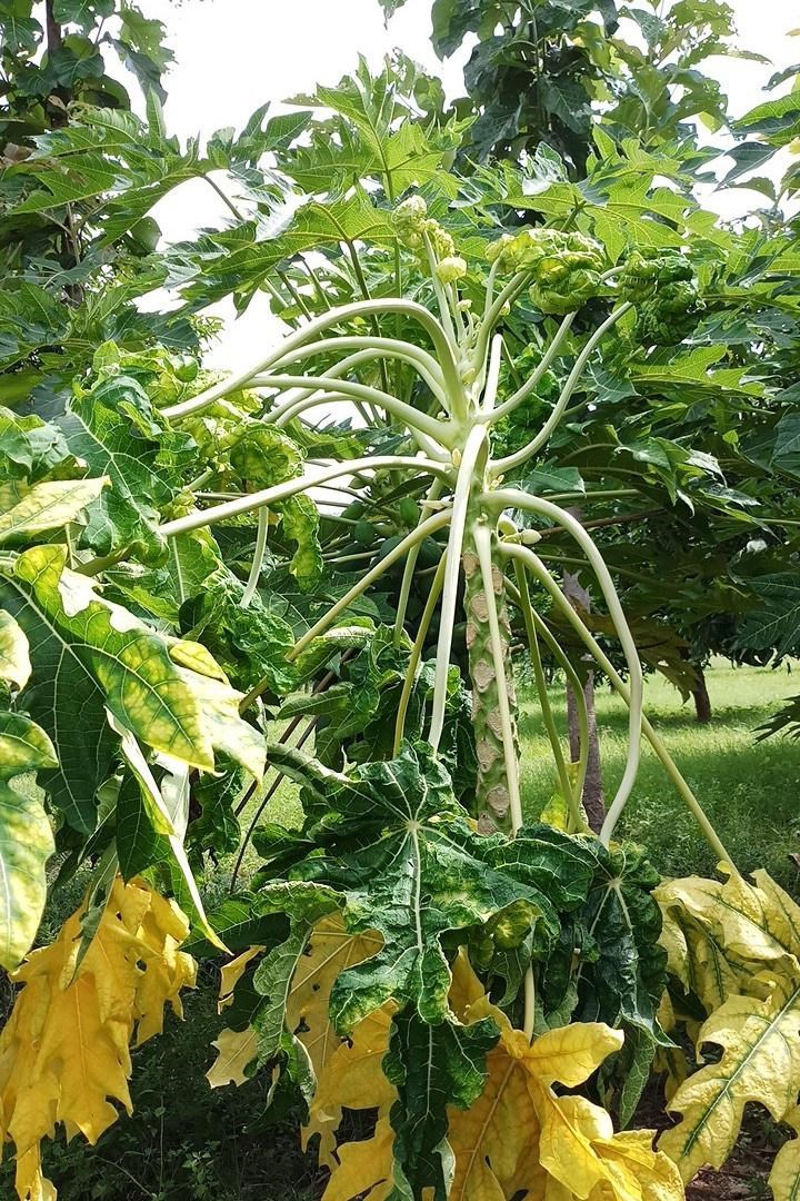 papaya
