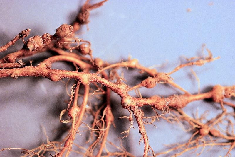 Nematode