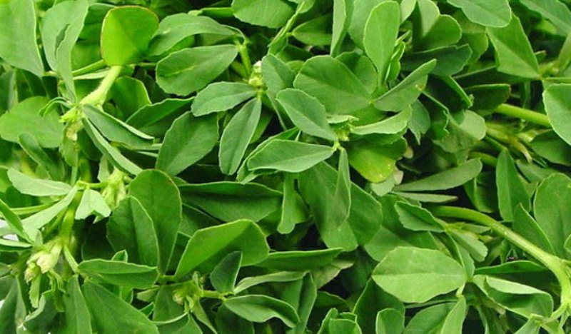 methi