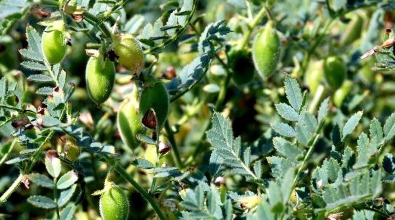 chana
