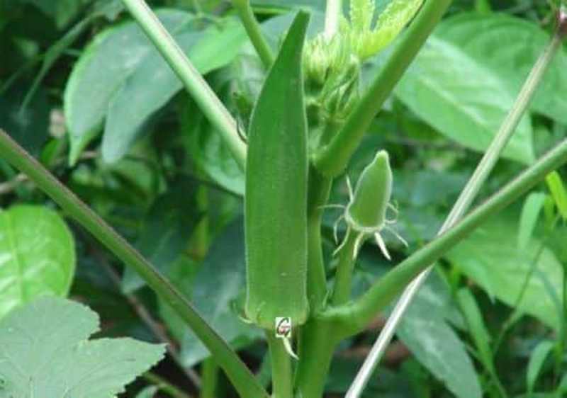 bhindi