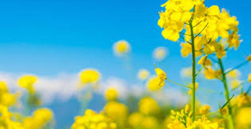 mustard
