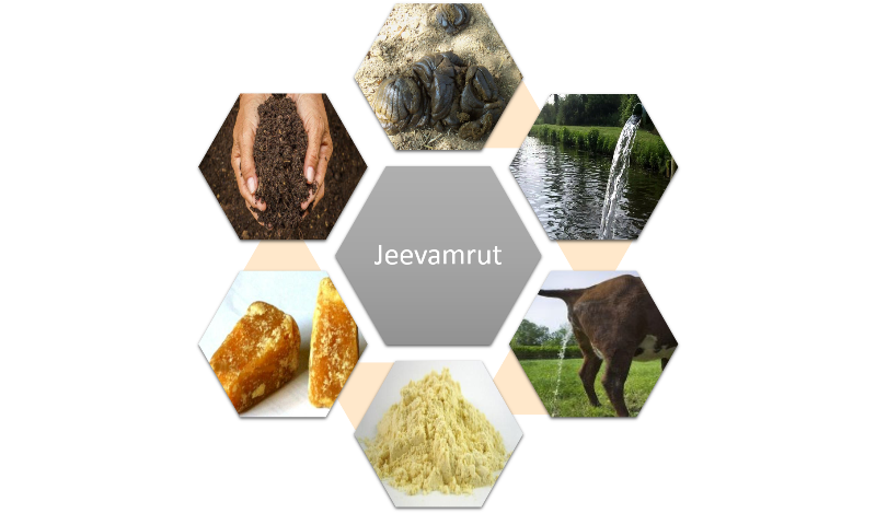 jeevamrut