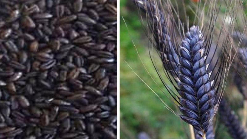 black wheat