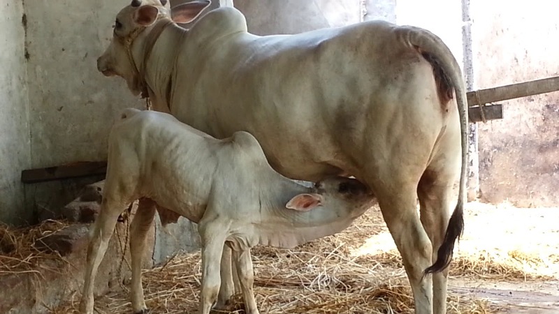 cow