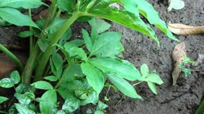 Teliya Kand Plant