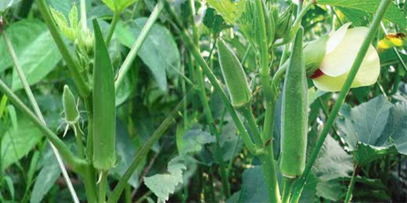 bhindi