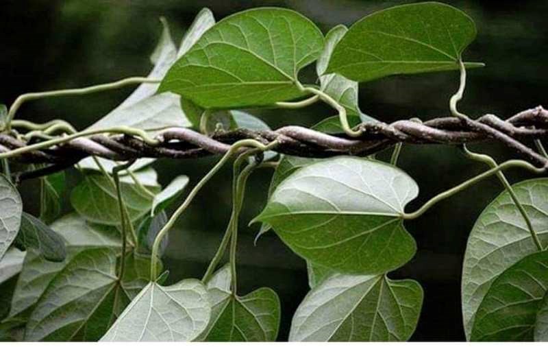 Giloy importance