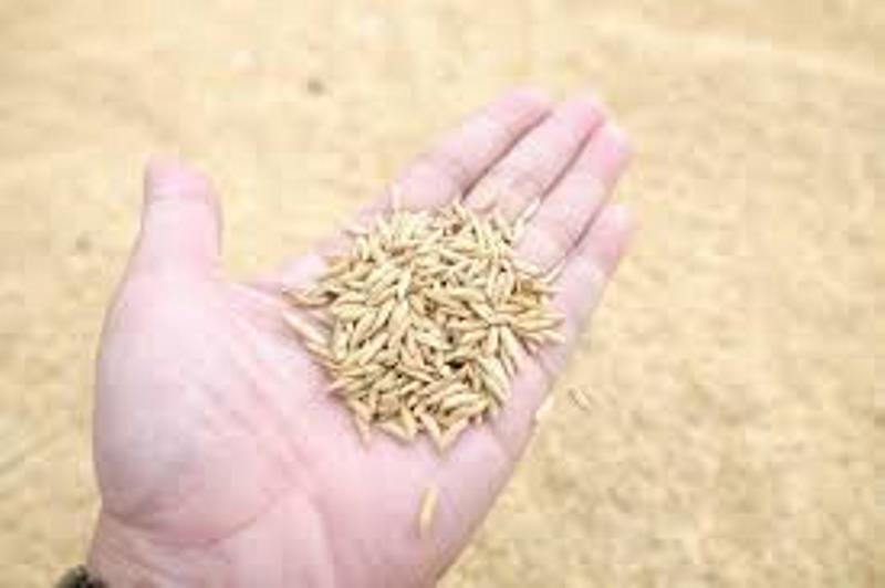 Wheat Seeds