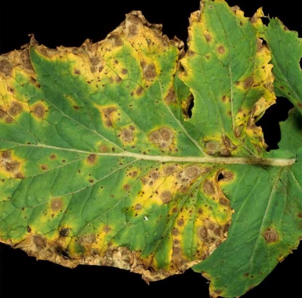 Mustard disease