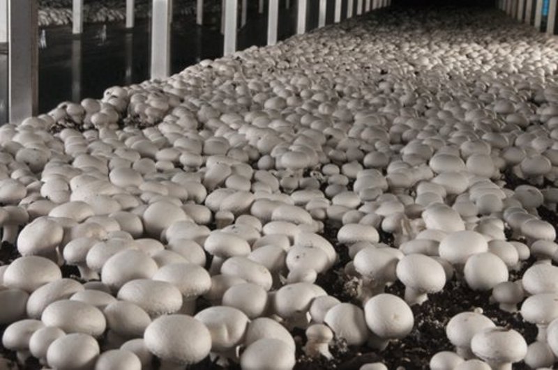 mushroom