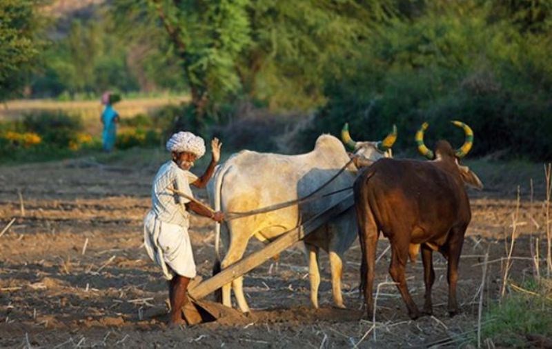 kisan