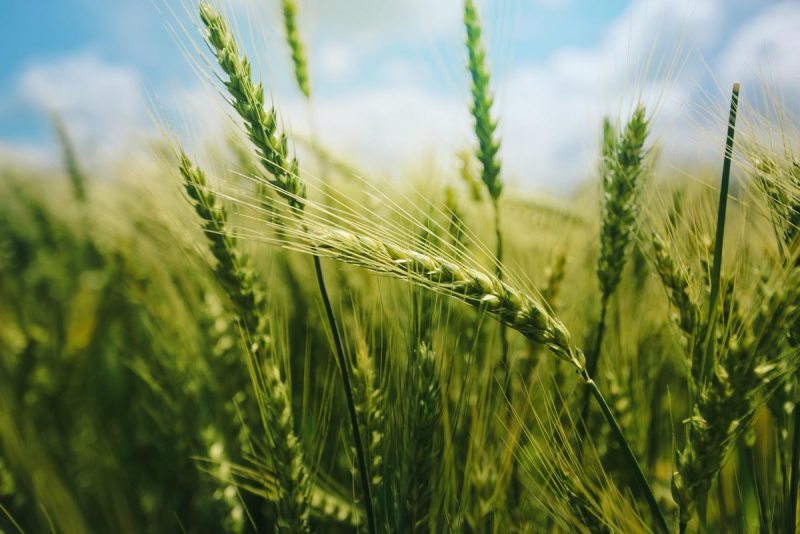 wheat