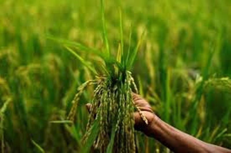 agriculture