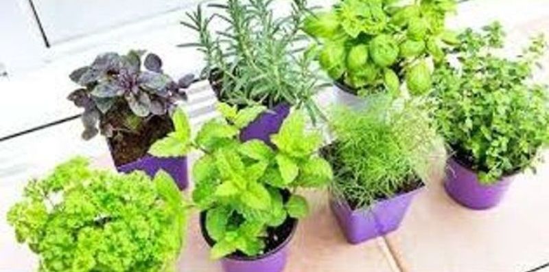 garden