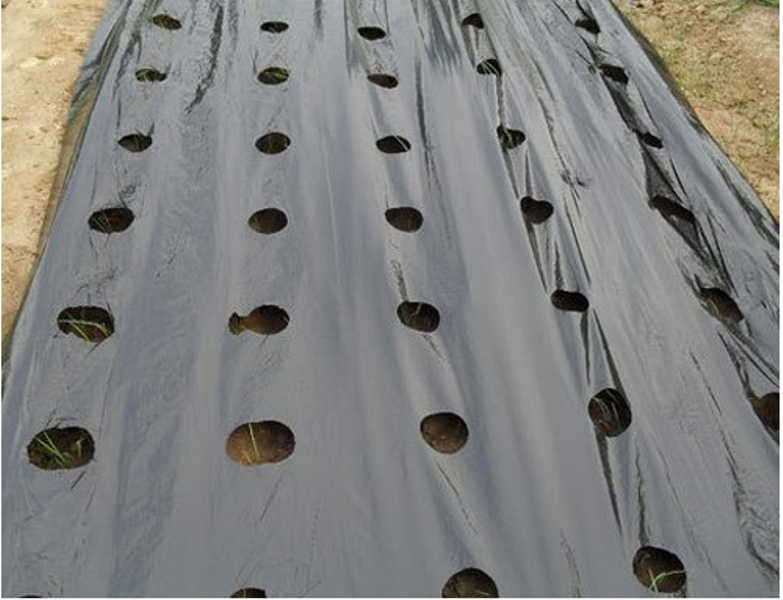 mulch