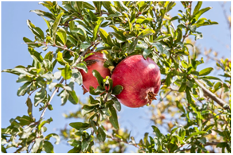 pomegrante