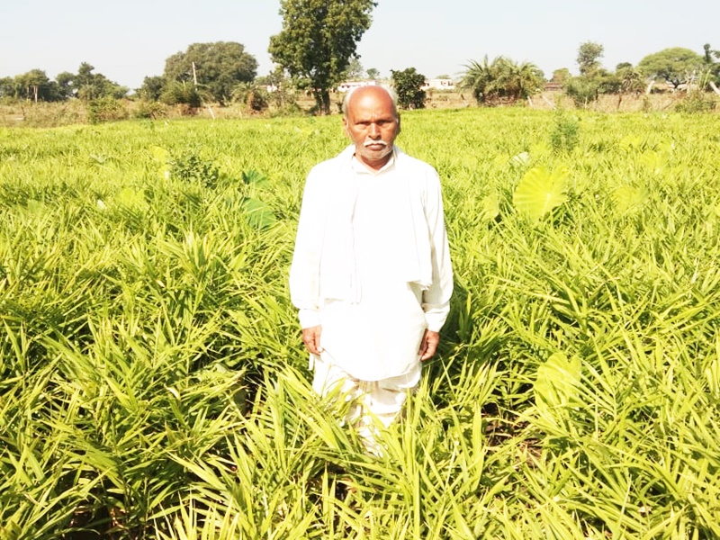 kisan