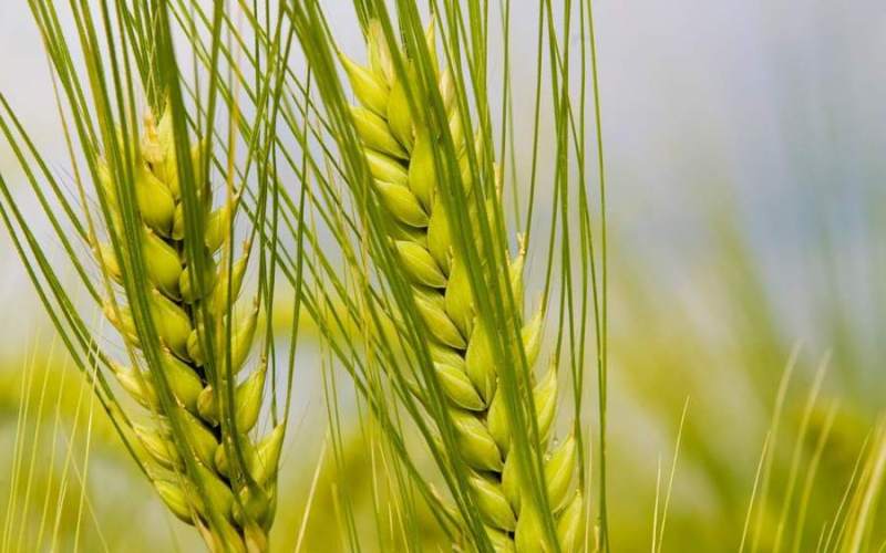 wheat