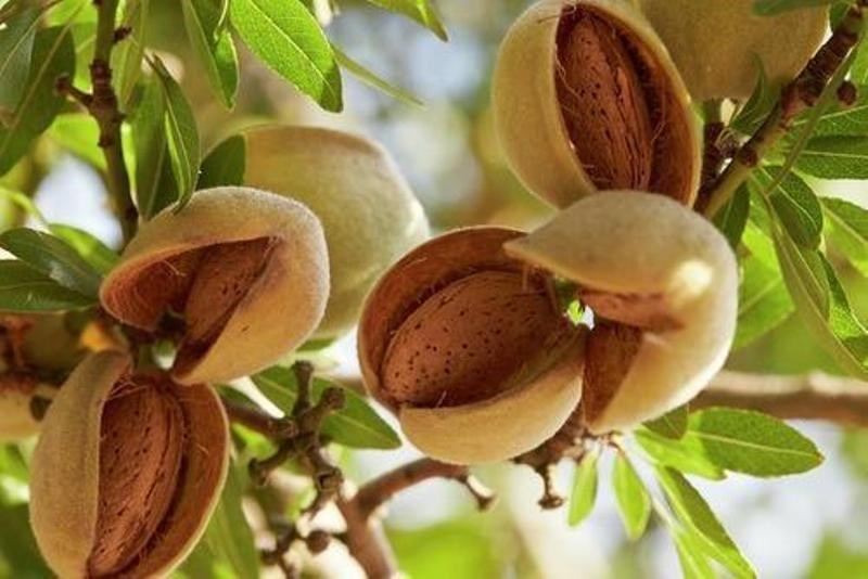 almond