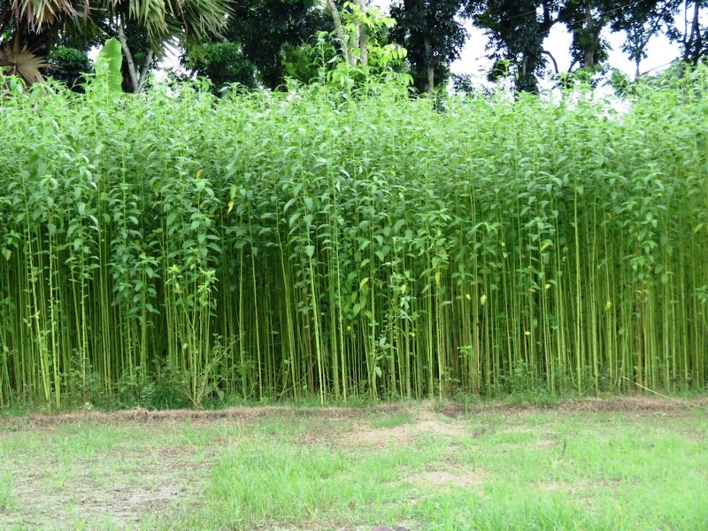 Jute