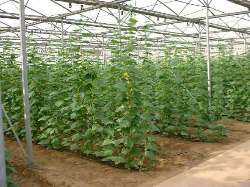 cucumber ghouse