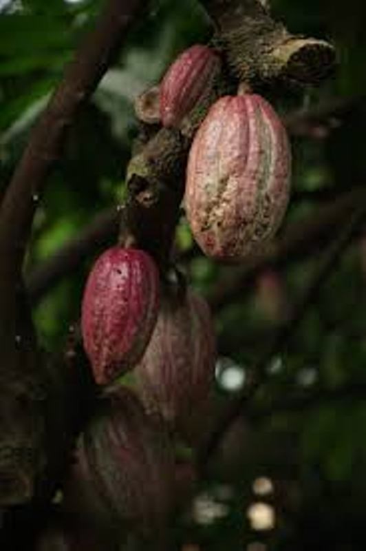 coco