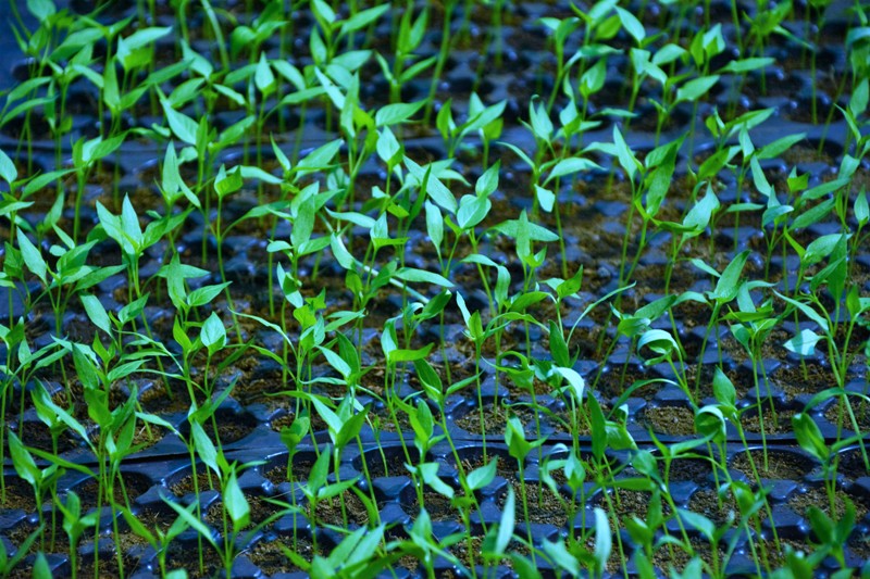 nursery