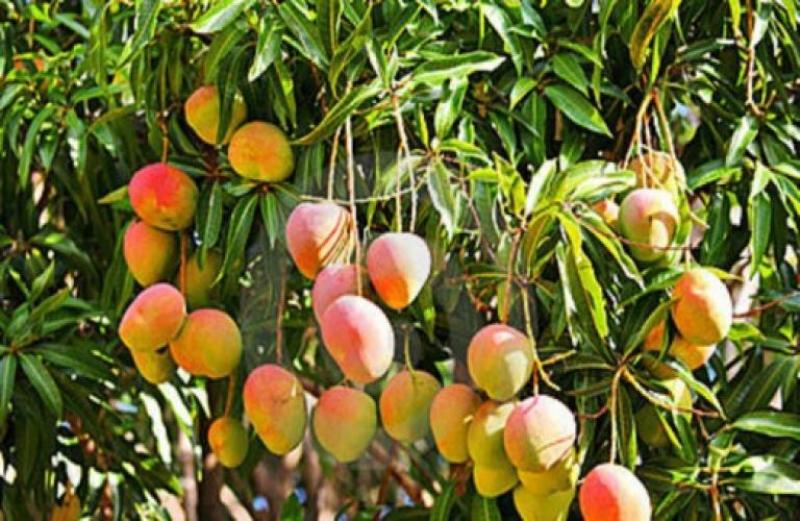 Mango