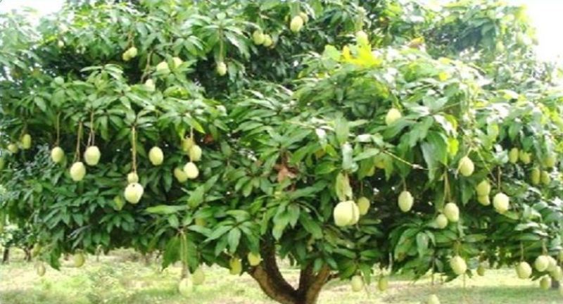 aam